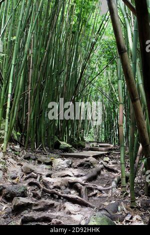 Le sentier rocailleux, à la racine des arbres, menant à des planches de bois sur le sentier Pipiwai à travers une forêt de bambous dans le parc national de Haleakala, Maui, Hawaii, États-Unis Banque D'Images