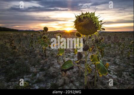 Détail de tournesol séché dans un champ au coucher du soleil Banque D'Images