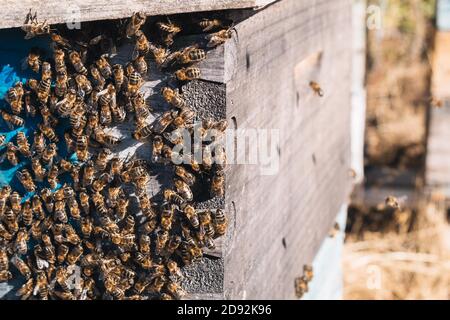apiaire où les abeilles sont dehors planant sur un soleil jour Banque D'Images