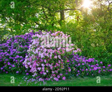 Buissons de rhododendron poussant dans un jardin avec une verrière de arbres en arrière-plan le jour ensoleillé du printemps Banque D'Images