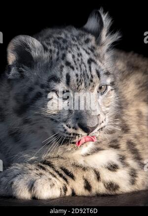 Snow Leopard cub lécher les lèvres Banque D'Images