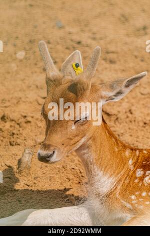 Jeune fauve cerf de Virginie, (dama dama), portrait de la tête de près Banque D'Images