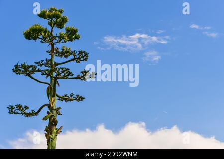 Agave parryi ou Parry's agave est une plante à fleurs originaire de l'Arizona, du Nouveau-Mexique et du nord du Mexique Banque D'Images