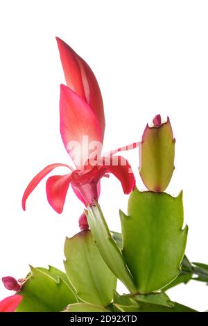 Cactus de Noël rouge isolé sur fond blanc. Banque D'Images