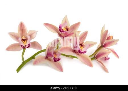 Fleurs orchidée bateau isolé sur fond blanc Banque D'Images