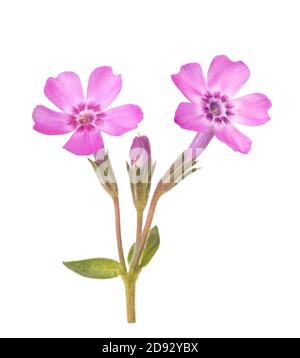 Creeping phlox (Phlox subulata) isolé sur fond blanc Banque D'Images