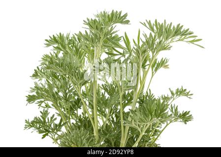 Artemisia absinthium isolé sur fond blanc Banque D'Images