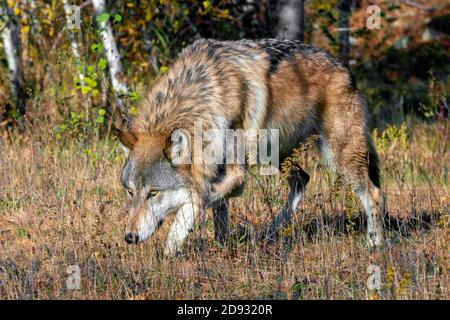 Loup gris qui traverse une prairie Banque D'Images