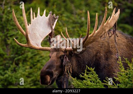 Gros plan sur Bull orignal Banque D'Images