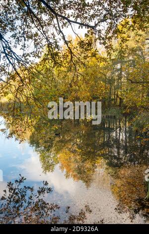 La couleur d'automne se reflète dans le lac Mount Pleasant. Fatfield, Washington, Angleterre, Royaume-Uni Banque D'Images