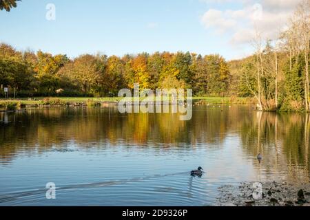 La couleur d'automne se reflète dans le lac Mount Pleasant. Fatfield, Washington, Angleterre, Royaume-Uni Banque D'Images