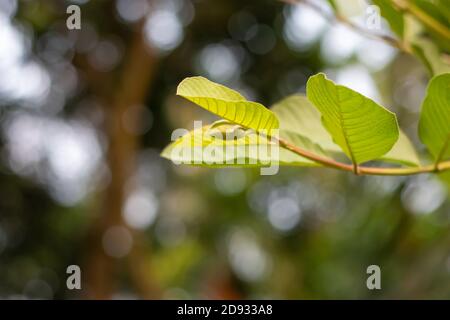 Branches et feuilles de goyave vertes sur fond naturel flou Banque D'Images