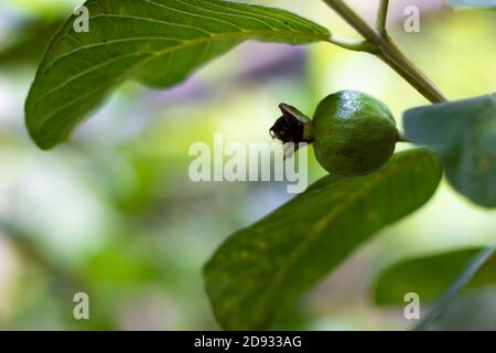 Les bourgeons et les feuilles de fruits de la goyave sur l'arbre Banque D'Images