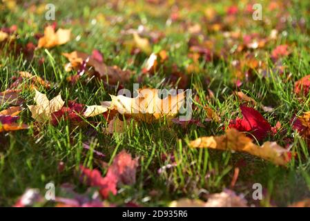 Les feuilles d'automne se trouvent sur la pelouse, en Allemagne, en Europe Banque D'Images