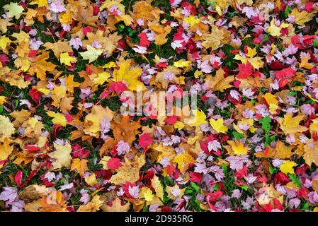 Les feuilles d'automne se trouvent sur la pelouse, en Allemagne, en Europe Banque D'Images