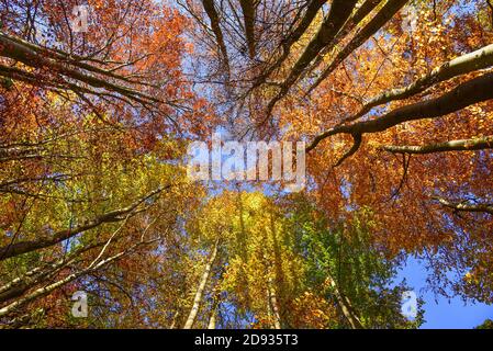 Treetops de sangsues un jour d'automne ensoleillé, Bavière, Allemagne, Europe Banque D'Images