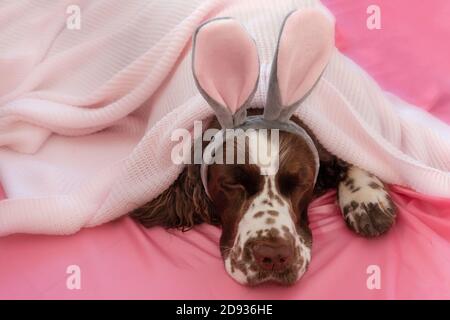 Spaniel de Springer dormant avec des oreilles de lapin en tissu écossais Banque D'Images