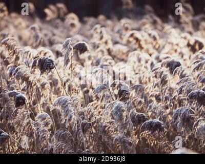 Roseaux secs sur le lac , une couche de roseaux, graines de canne. Herbe de roseau dorée en hiver au soleil. Arrière-plan naturel abstrait. Magnifique motif avec neut Banque D'Images