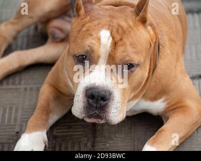 Chien de gros plan américain, le chien attend son propriétaire Banque D'Images