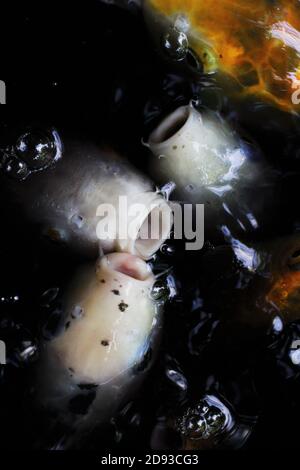 Koï dans un étang. Banque D'Images