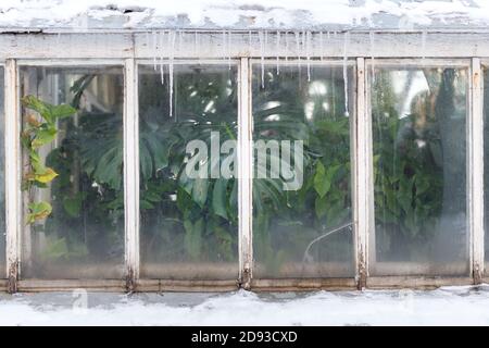 Serre pendant en hiver. Plante tropicale verte près de la fenêtre intérieure, glaces sur le toit, temps froid. Monstera, lianas derrière verdâtre Banque D'Images