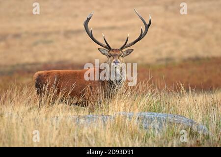 Cerf de Virginie, Cervus elaphuson pendant l'automne rut sur Big Moor, Derbyshire, Peak District National Park, Angleterre, Royaume-Uni. Banque D'Images