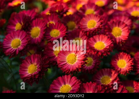 Arrière-plan des chrysanthèmes violets avec une vue rapprochée du cœur orange depuis le haut. Les chrysanthèmes fleurissent dans le jardin en automne. Fleurs d'automne colorées Banque D'Images