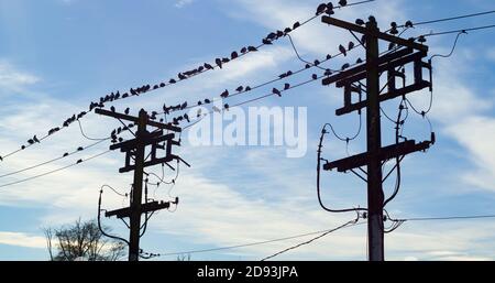 à contraste élevé, oiseaux sur la ligne électrique près du lac burnaby Banque D'Images