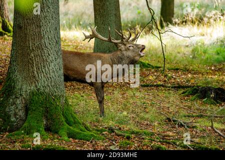 Red Deer dans la forêt à la saison de rutting Banque D'Images