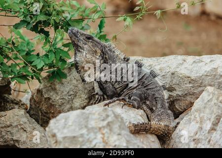 Lézard sauvage brun rampant sur la pierre. Très beau et grand lézard. Camouflage animal camouflé.Lizard gros plan, macro photo, espace de copie Banque D'Images