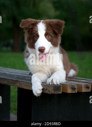 Adorable chien Border collie assis au sol. Un chiot moelleux de quatre mois dans le parc. Banque D'Images