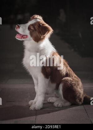 Adorable chien Border collie assis au sol. Un chiot moelleux de quatre mois dans le parc. Banque D'Images