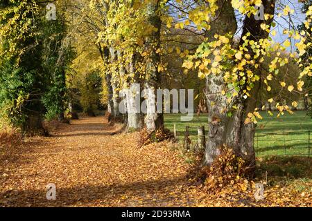 Un sentier couvert de feuilles d'automne à travers une avenue de Les limes le long des rives de la rivière Don dans Aberdeenshire Banque D'Images