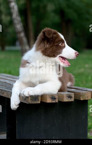 Adorable chien Border collie assis au sol. Un chiot moelleux de quatre mois dans le parc. Banque D'Images