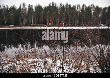 Fin de l'automne. Vue panoramique sur un lac forestier avec des hanches roses au premier plan. Banque D'Images