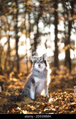 Chien Husky dans la zone boisée d'automne de l'ohio Banque D'Images