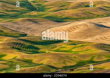 Paysage de champ de blé roulant, Palouse, État de Washington, États-Unis, vue de Steptep Butte Banque D'Images