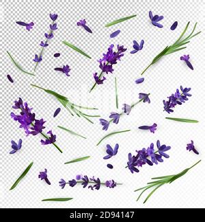 Belle fleur de lavande violette sur fond transparent. Bannière avec fleurs de lavande pour la parfumerie, produits de santé, invitation de mariage. Illustration vectorielle. Illustration de Vecteur