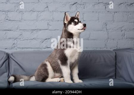 Animal de compagnie à thème chiot chien maison. Drôle de bébé actif husky femme noir et blanc, trois mois, joue sur un canapé gris dans le salon. Sibérien Banque D'Images