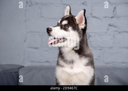 Chien actif drôle husky chiot noir et blanc, trois mois, s'amuser sur le canapé à la maison dans le salon. Chien bébé femelle siberian husky dans Banque D'Images