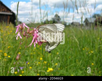 Deux papillons blanc à veinard noir s'assoient sur des fleurs roses rouges-rouges sur une prairie à fleurs vertes, le jour de l'été, sur fond de village. Banque D'Images