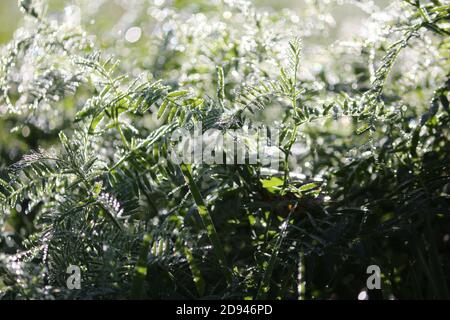 Herbe verte argentée de pois de souris dans des gouttes de rosée du matin à l'aube. La lumière du soleil magique dans la rosée tombe sur l'herbe. Paysage de l'aube avec reflet du soleil. Banque D'Images