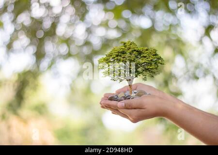 Les arbres sont plantés sur des pièces de monnaie entre les mains humaines avec des fonds naturels flous, des idées de croissance végétale et des investissements respectueux de l'environnement. Banque D'Images