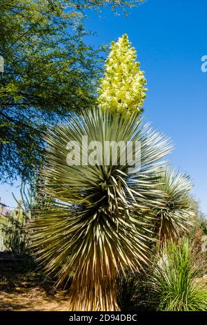 Jardin botanique du désert, Yucca en pleine fleur Banque D'Images