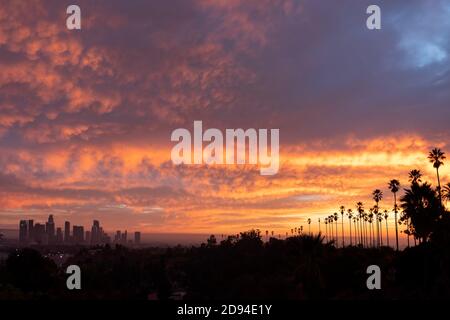 Coucher de soleil spectaculaire sur les gratte-ciel et les palmiers du centre-ville de Los Angeles Arbres du parc Elysian Banque D'Images