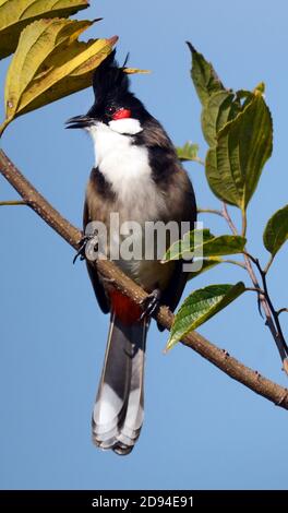 Oiseau de Bulbul à crête sur l'île de Lamma à Hong Kong. Banque D'Images