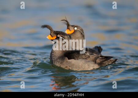 Auklets à crête (Aethia cristatella), deux en mer près de l'île de Yankicha, chaîne de l'île de Kuril, extrême est de la Russie 4 juin 2012 Banque D'Images