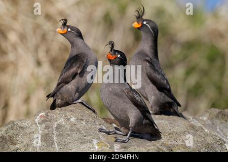 Auklets à crête (Aethia cristatella), trois debout sur un rocher, île Yankicha, chaîne de l'île Kuril, extrême-est de la Russie 4 juin 2012 Banque D'Images