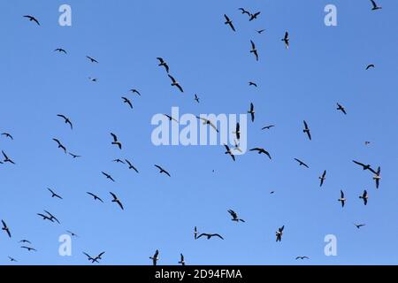 Encercler les Fulmars du Nord (Fulmarus glacialis), le long de la côte d'Ekarma, îles Kouriles, extrême-Orient de la Russie 3 juin 2012 Banque D'Images