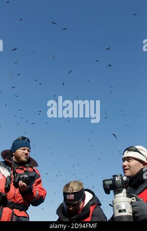 Encerclant les Fulmars du Nord (Fulmarus glacialis), vu à partir d'un bateau en caoutchouc zodiac, côte d'Ekarma, îles Kouriles, extrême-est de la Russie 1er juin 2012 Banque D'Images